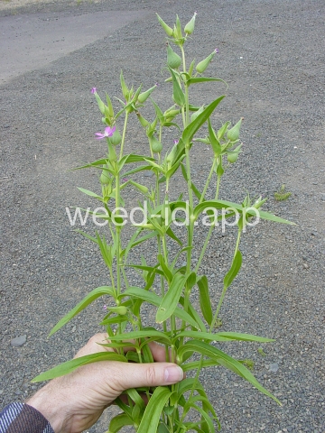 catchfly, cone